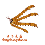 草本植物药材