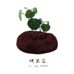 草本植物药材