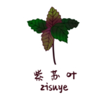草本植物药材