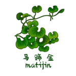 草本植物药材