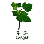 草本植物药材