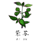 草本植物药材