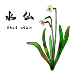 草本植物药材