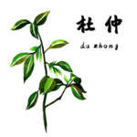 草本植物药材