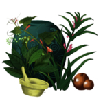 草本植物药材