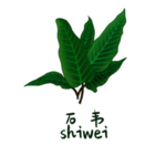 草本植物药材