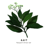 草本植物药材