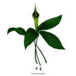 草本植物药材