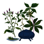 草本植物