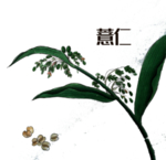 草本植物药材