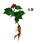 草本植物药材