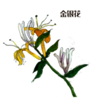 草本植物