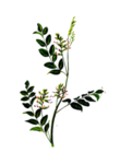 草本植物药材