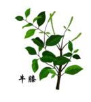 草本植物药材