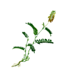 草本植物药材