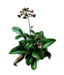 草本植物药材