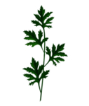 草本植物药材