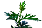 草本植物药材