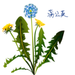 草本植物药材