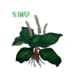 草本植物药材