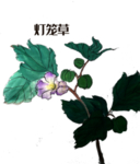 草本植物药材