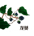 草本植物药材