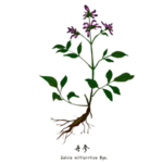 草本植物药材