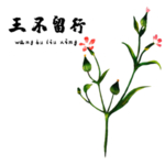 草本植物药材