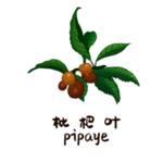 草本植物药材