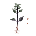 草本植物药材