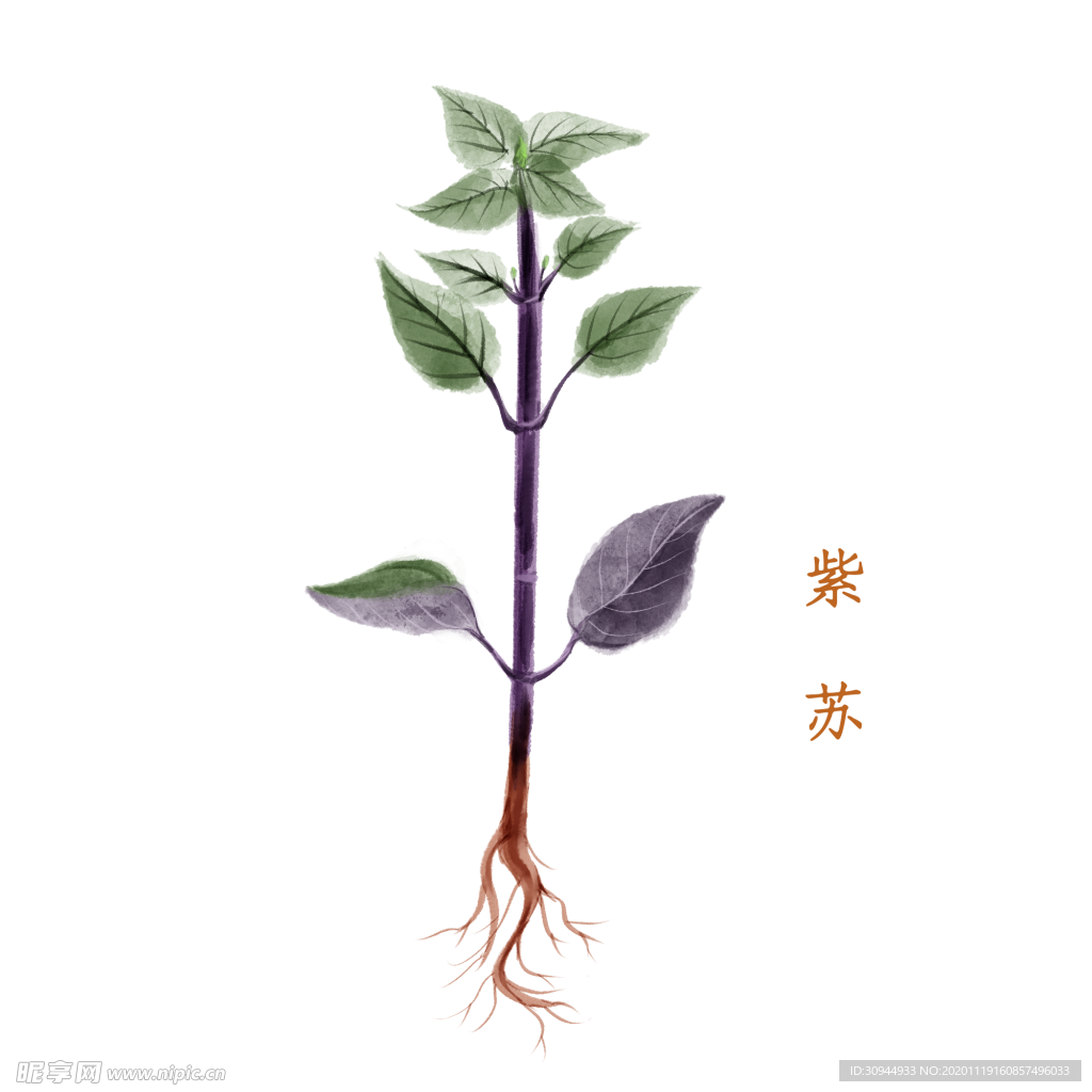 草本植物药材