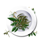 草本植物