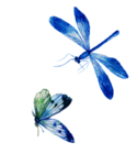 蜻蜓
