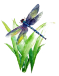 蜻蜓