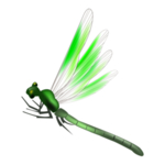蜻蜓