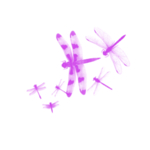 蜻蜓