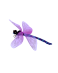 蜻蜓