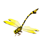 蜻蜓