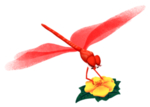 蜻蜓