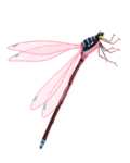 蜻蜓