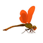 蜻蜓