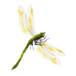 蜻蜓