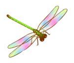 蜻蜓