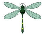 蜻蜓