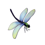蜻蜓