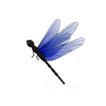 蜻蜓