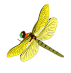 蜻蜓