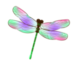 蜻蜓