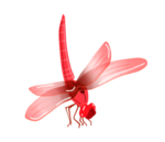 蜻蜓