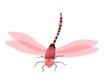 蜻蜓